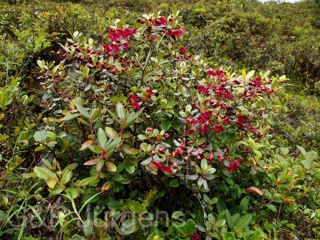 Sikkim2011 204
