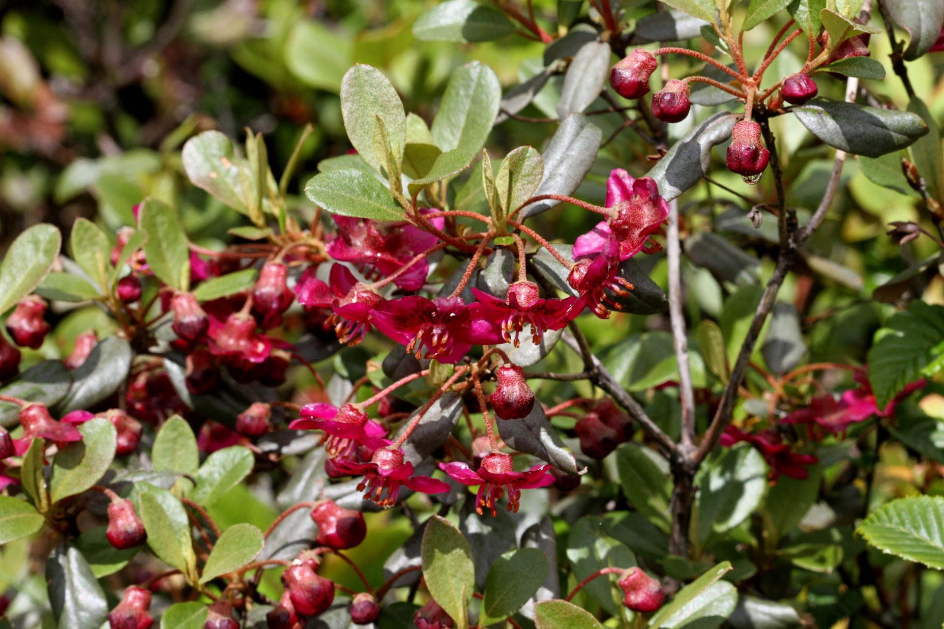 Rhododendron baileyi — Ericaceae