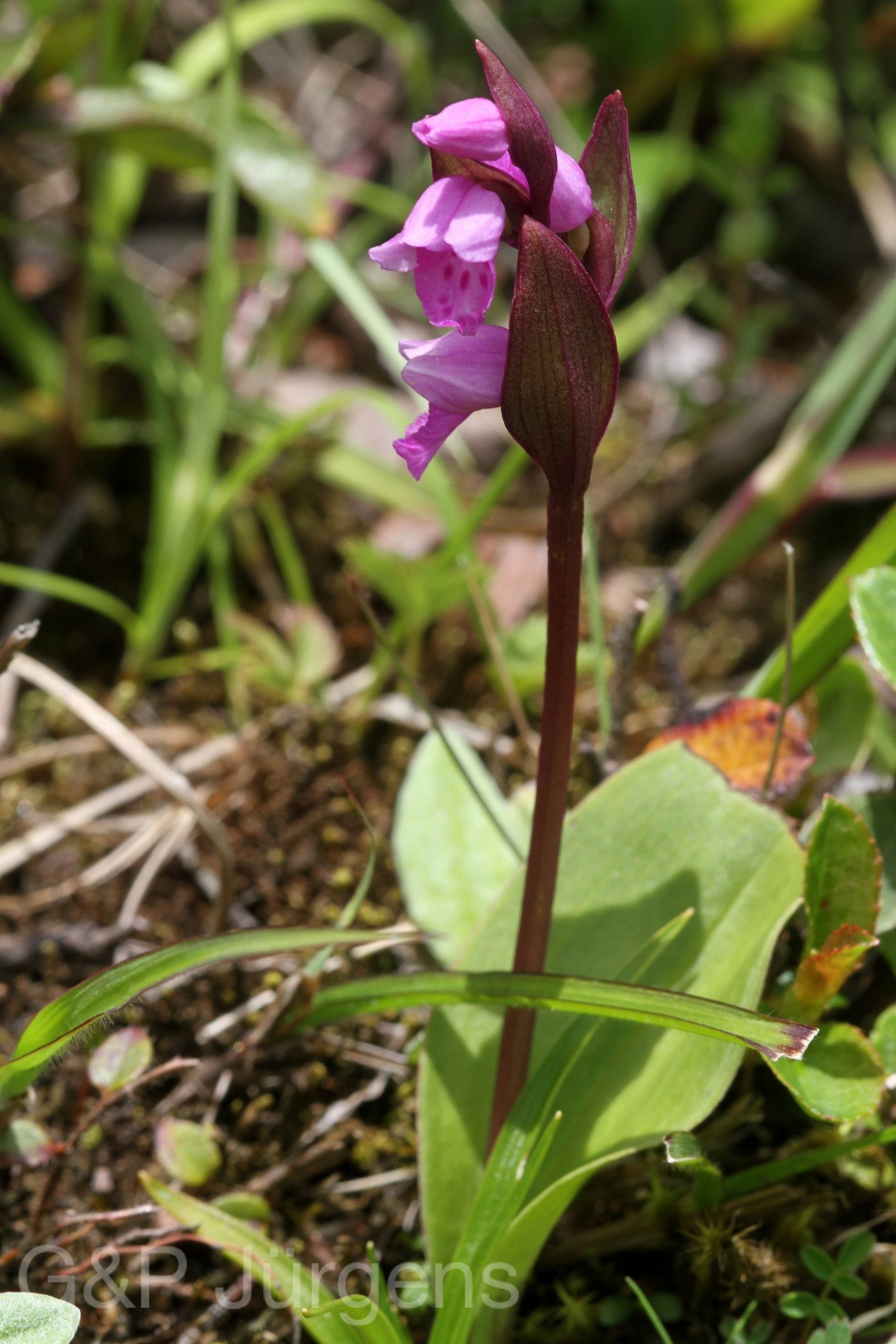 Galearis spathulata — Orchideaceae