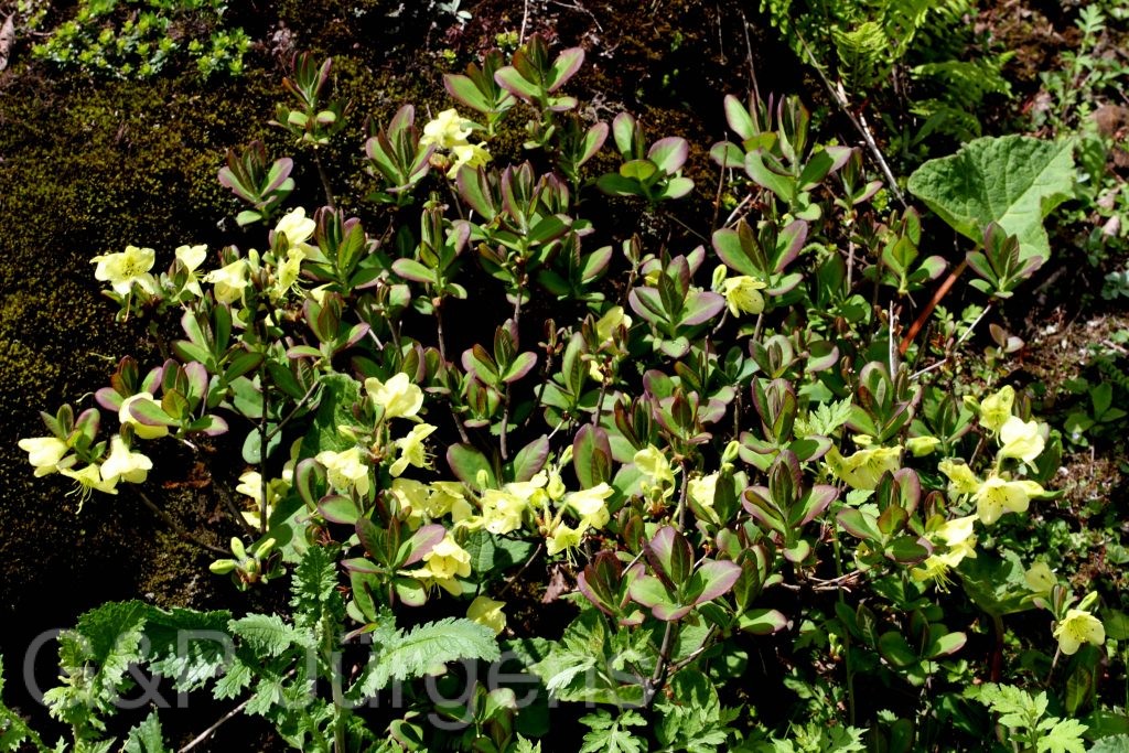 Sikkim2011 211