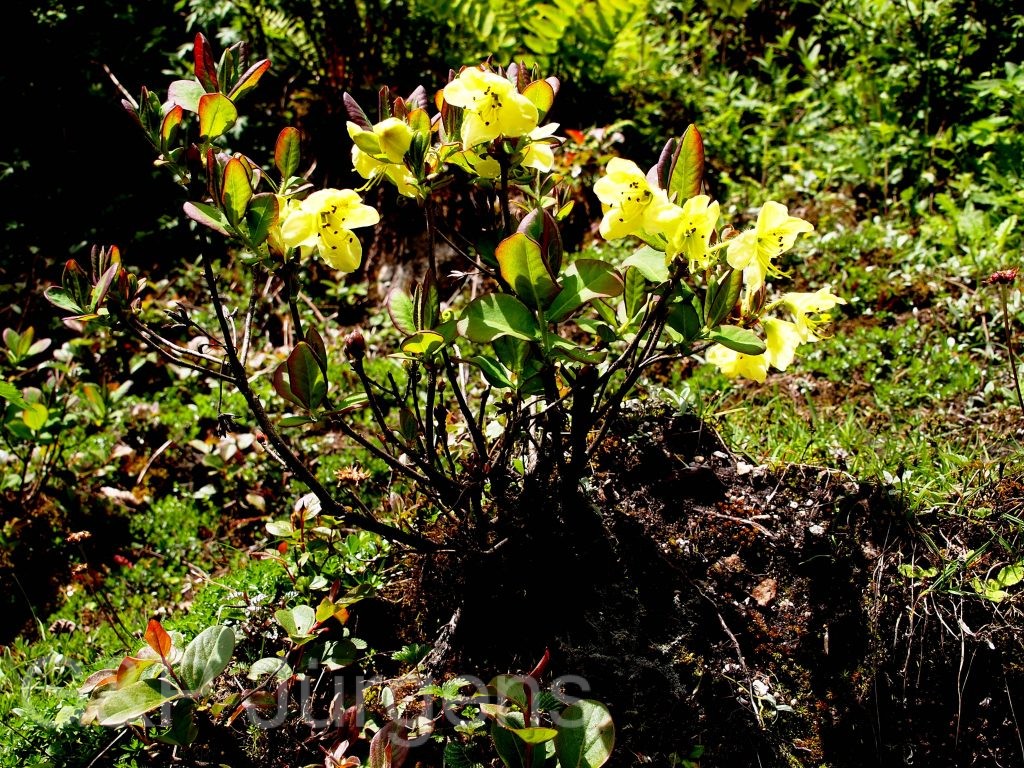 Sikkim2011 213