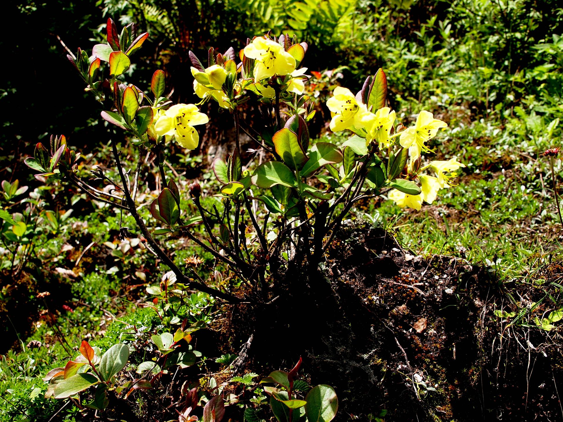 Rhododendron trichocladum — Ericaceae