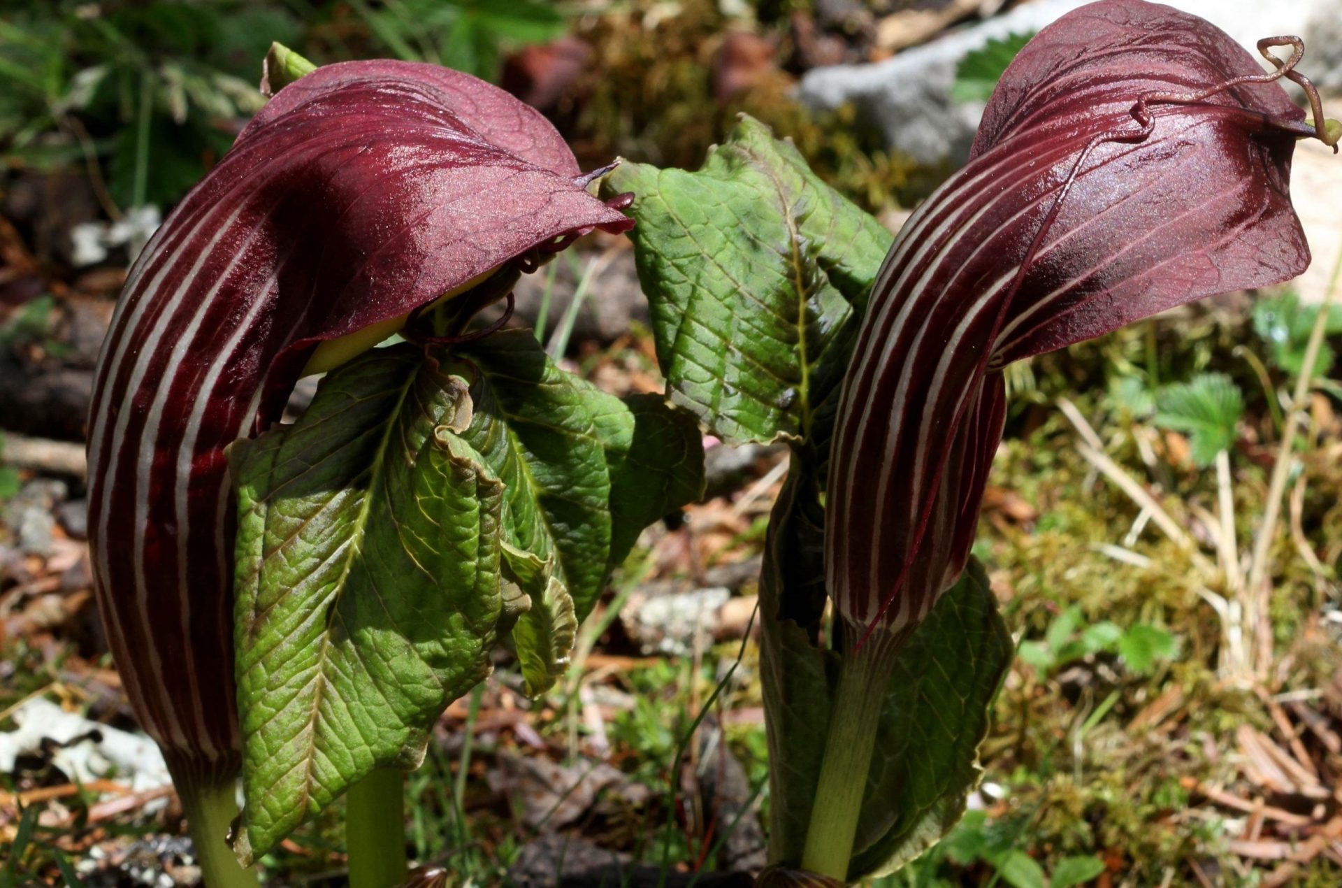 Arisaema utile — Araceae