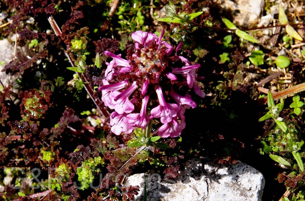 Sikkim2011 230