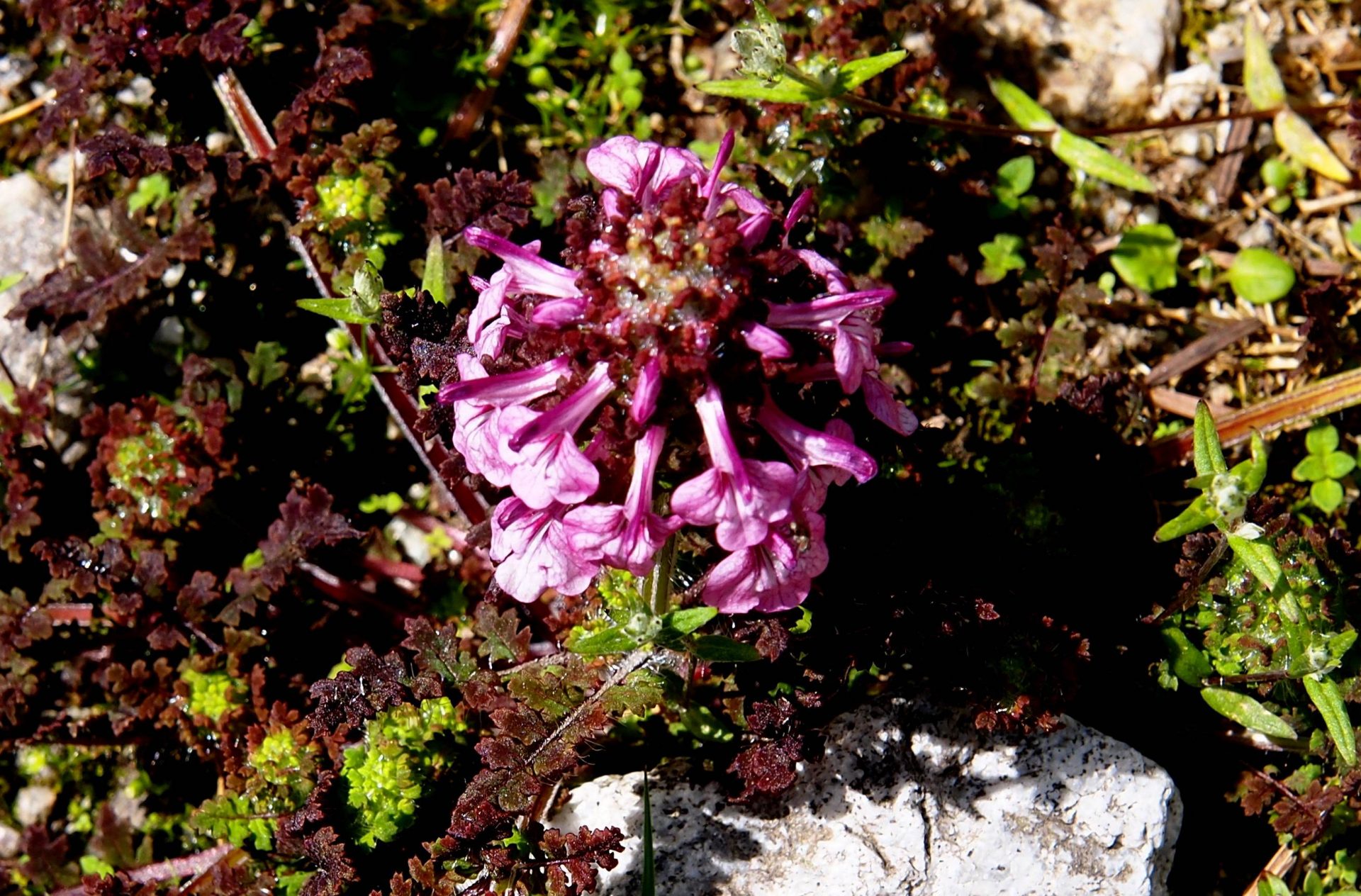 Pedicularis diffusa — Orobanchaceae