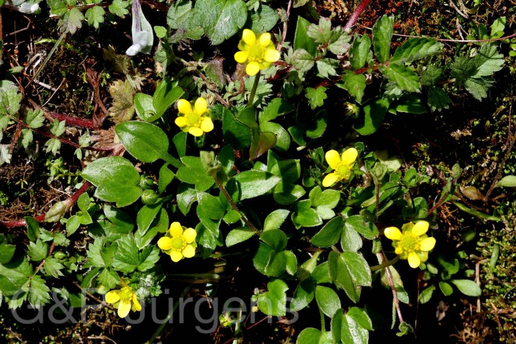 Sikkim2011 233