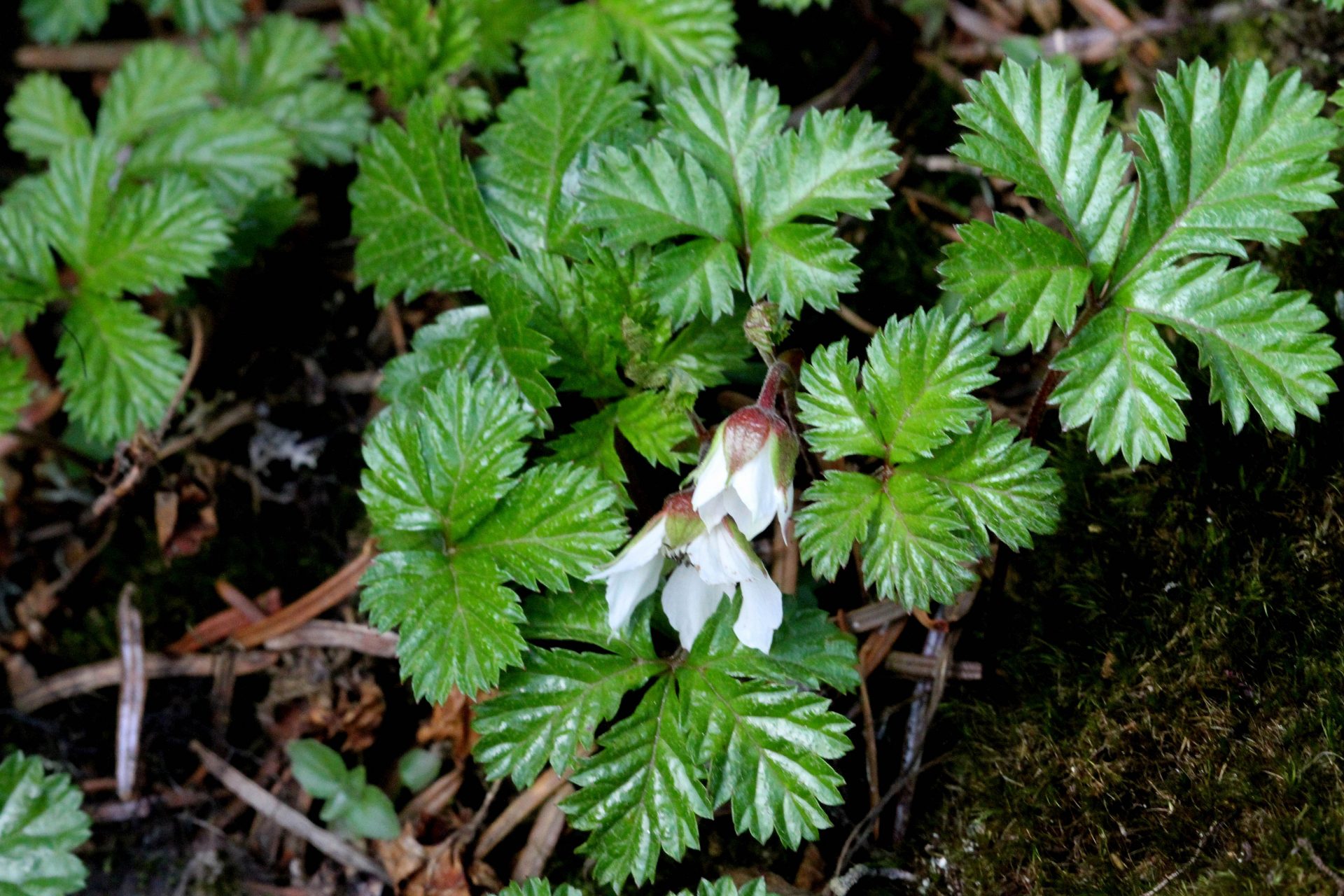 Rubus fragarioides — Rosaceae