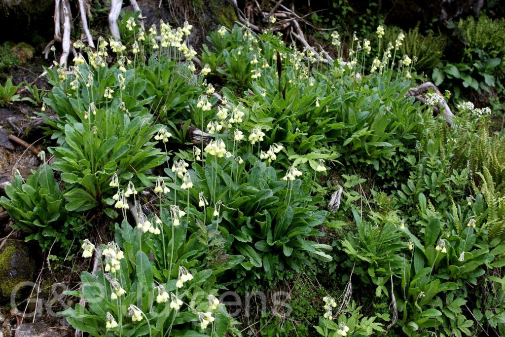 Sikkim2011 246