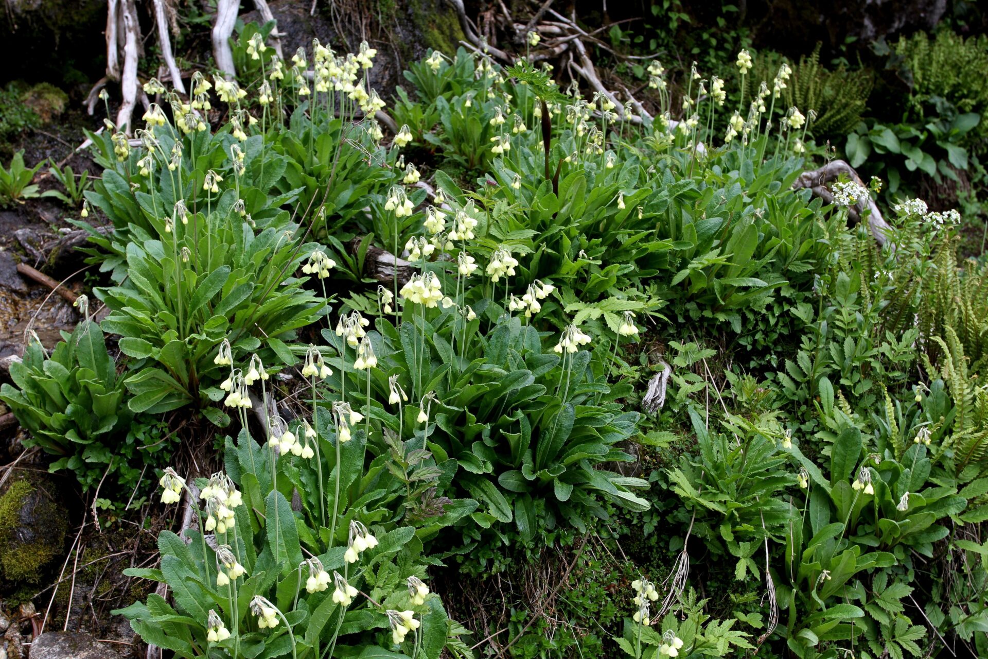 Primula sikkimensis — Primulaceae
