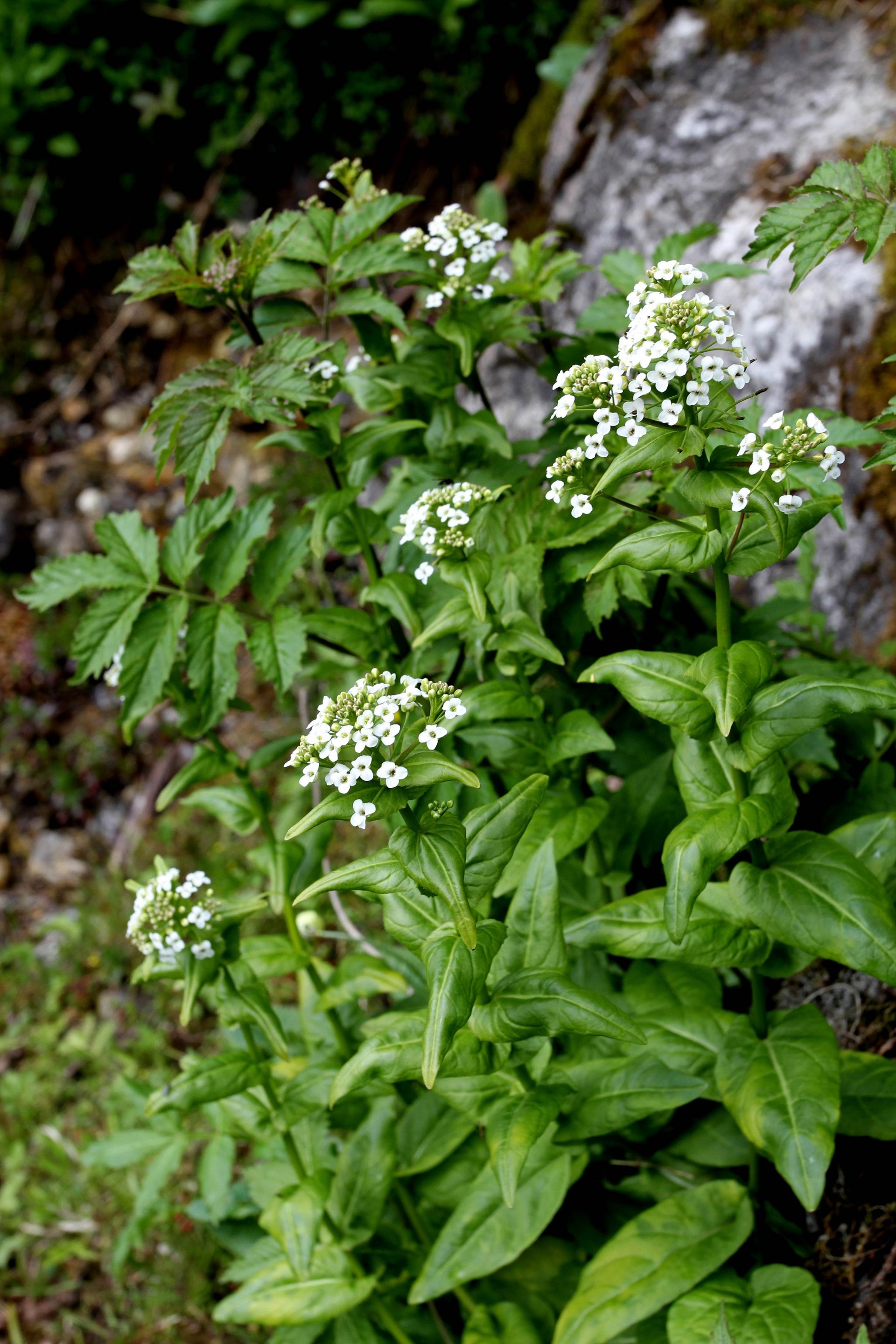 Eutrema himalaicum — Brassicaceae