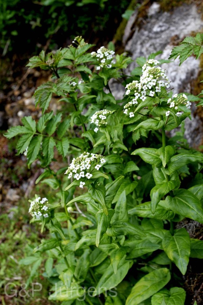 Sikkim2011 248