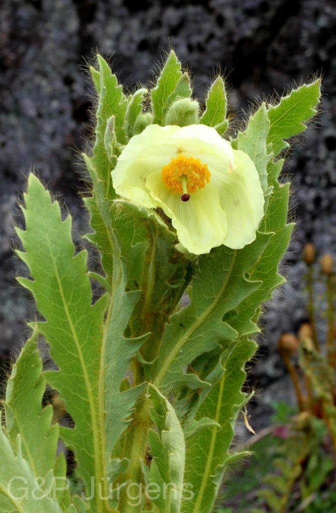 Sikkim2011 252