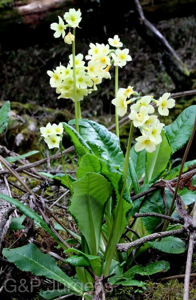 Sikkim2011 254