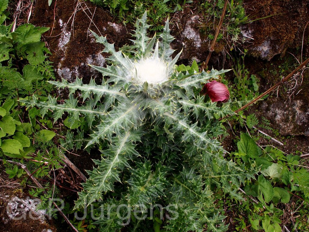 Sikkim2011 257