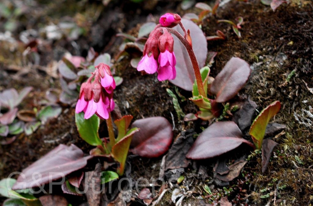 Sikkim2011 288