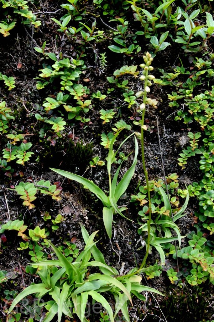 Sikkim2011 29