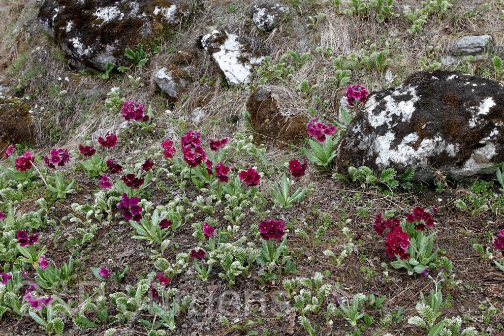 Sikkim2011 335