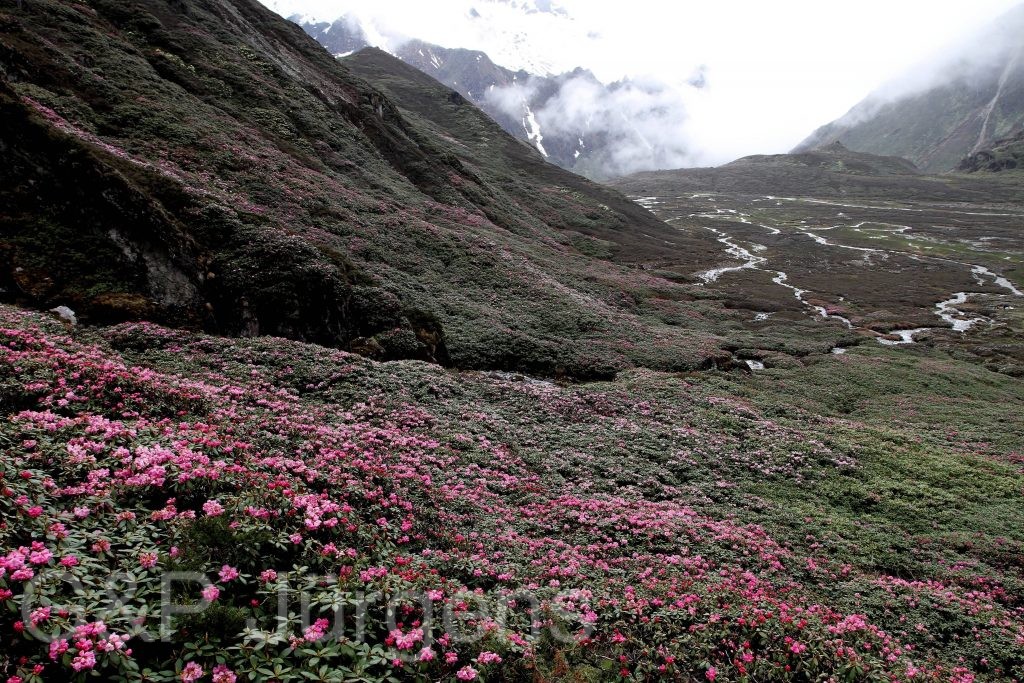 Sikkim2011 349
