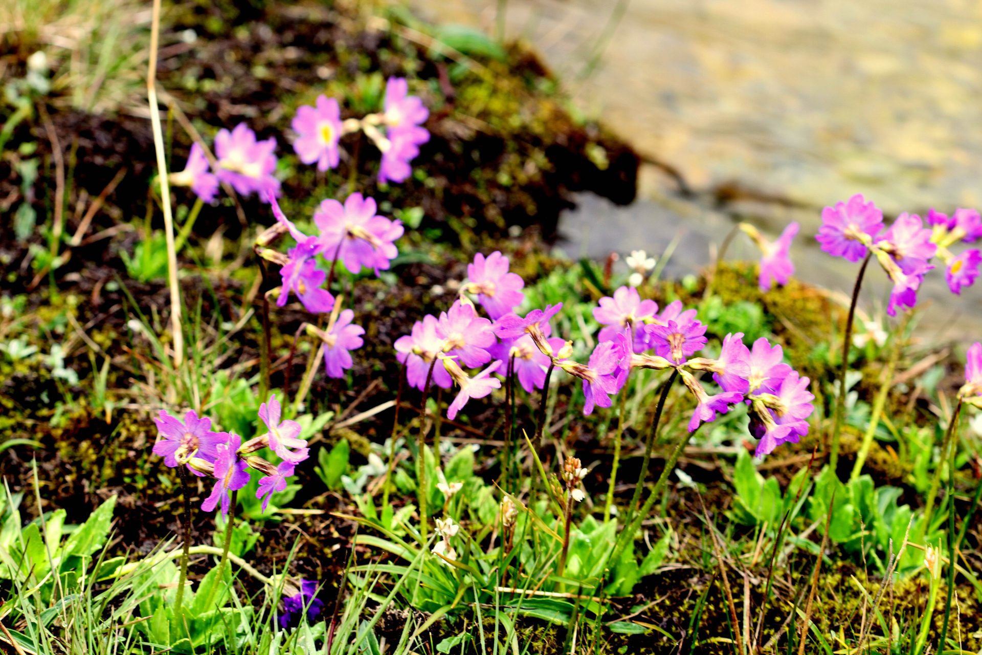 Primula tsariensis — Primulaceae