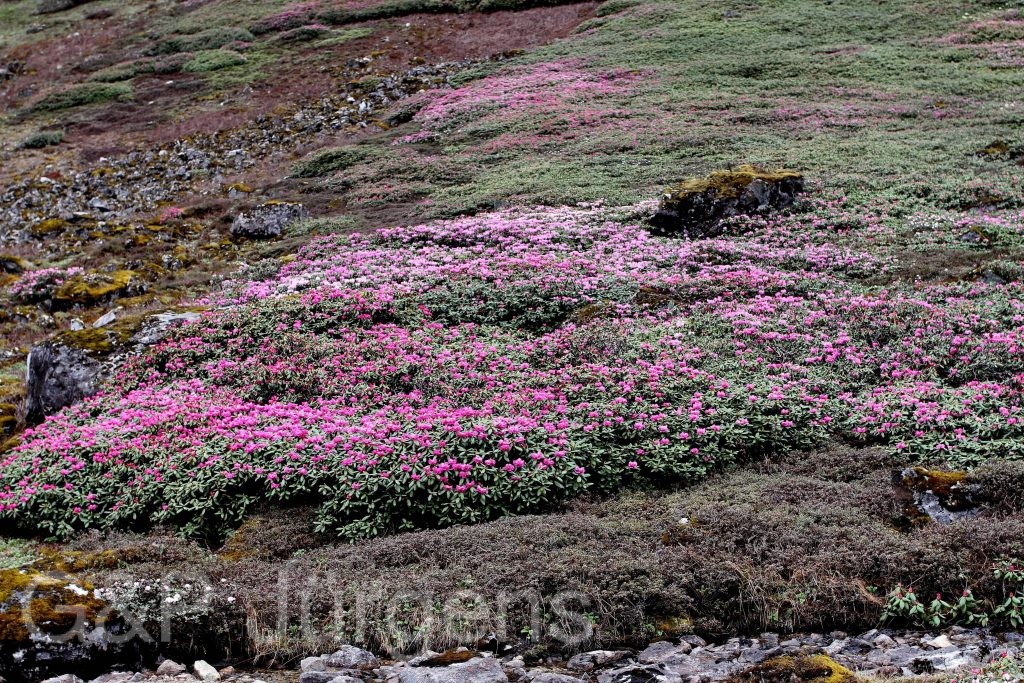 Sikkim2011 362