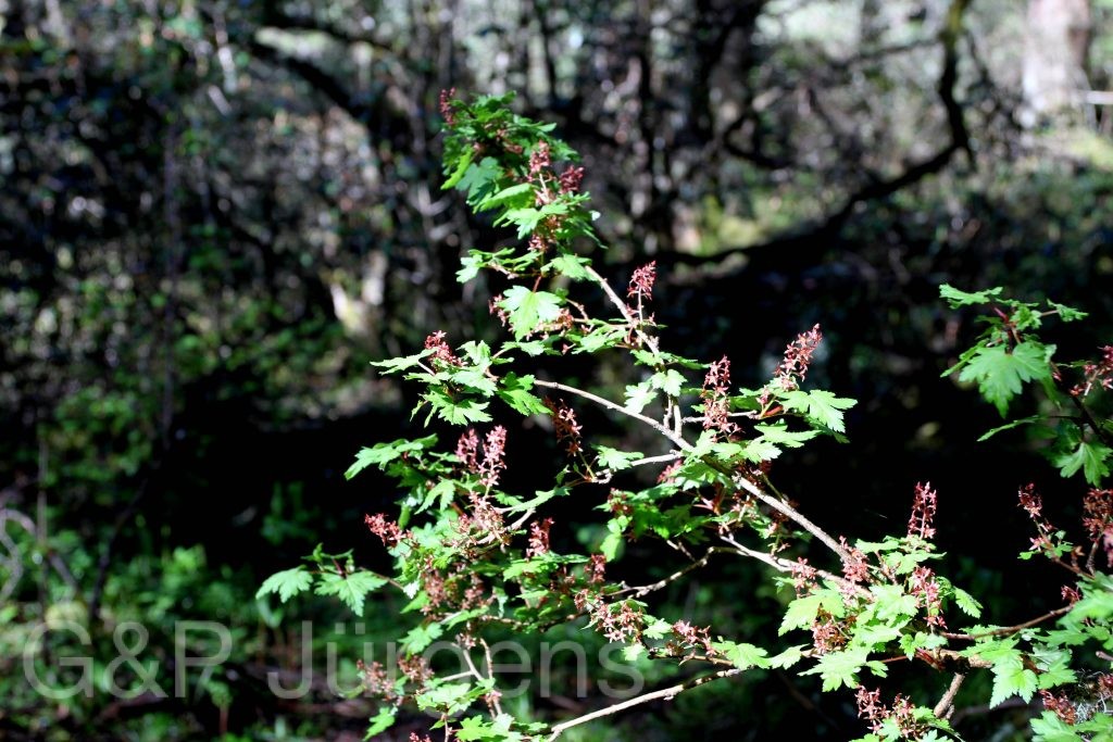 Sikkim2011 365