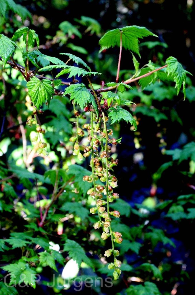 Sikkim2011 366