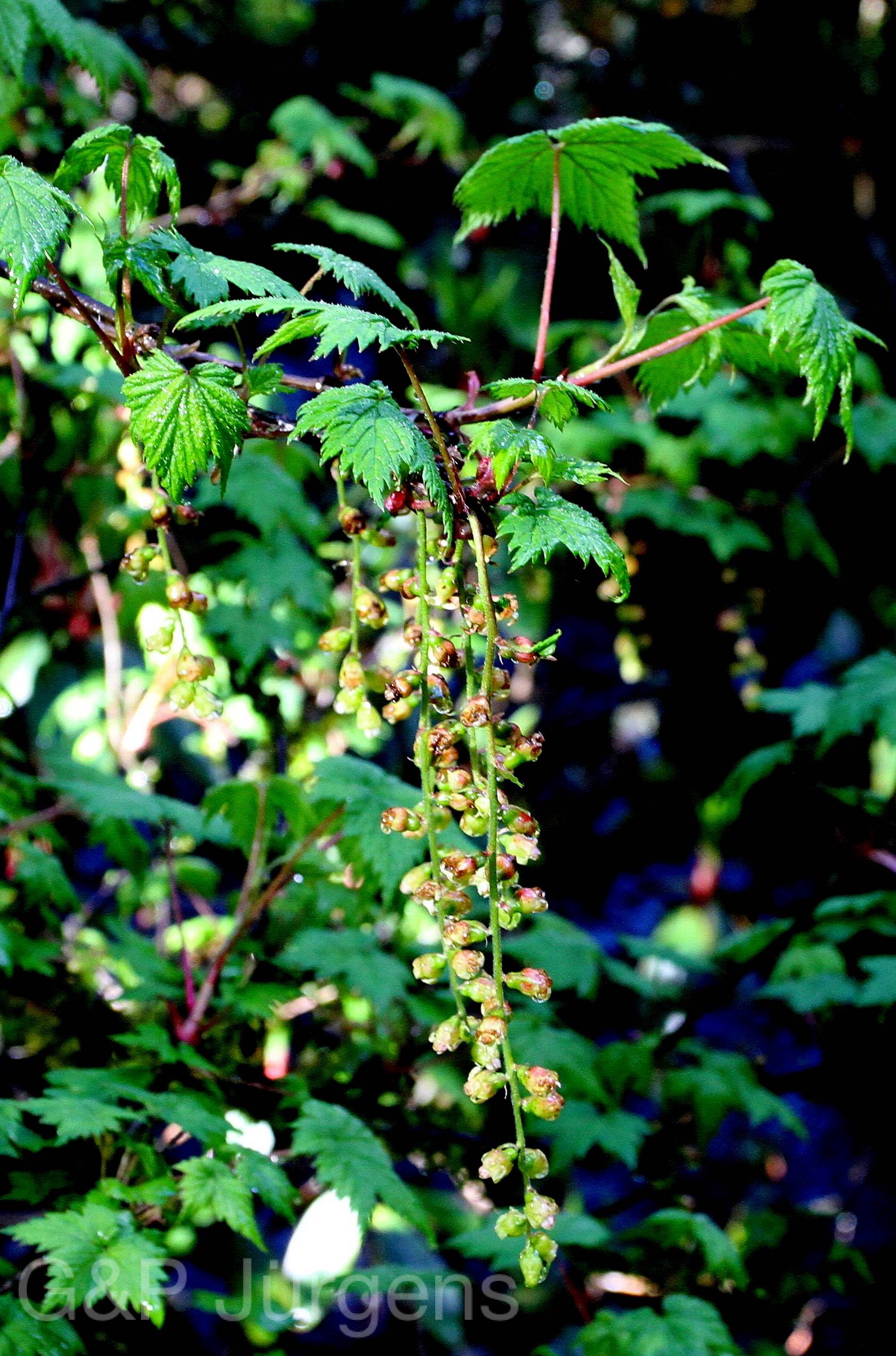 Ribes griffithii — Grossulariaceae