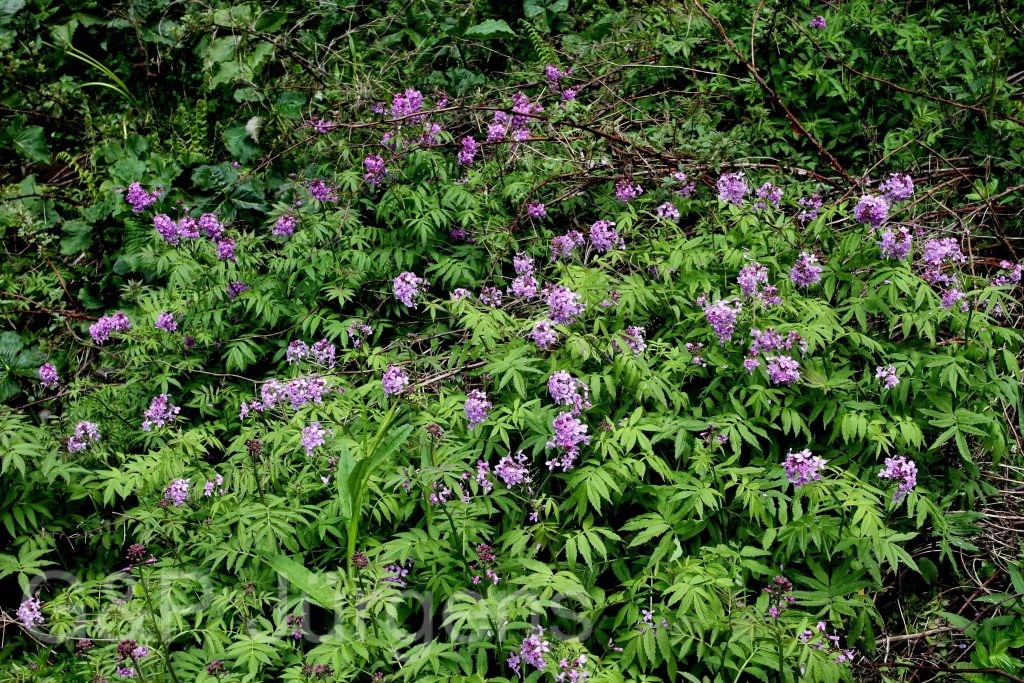 Sikkim2011 373