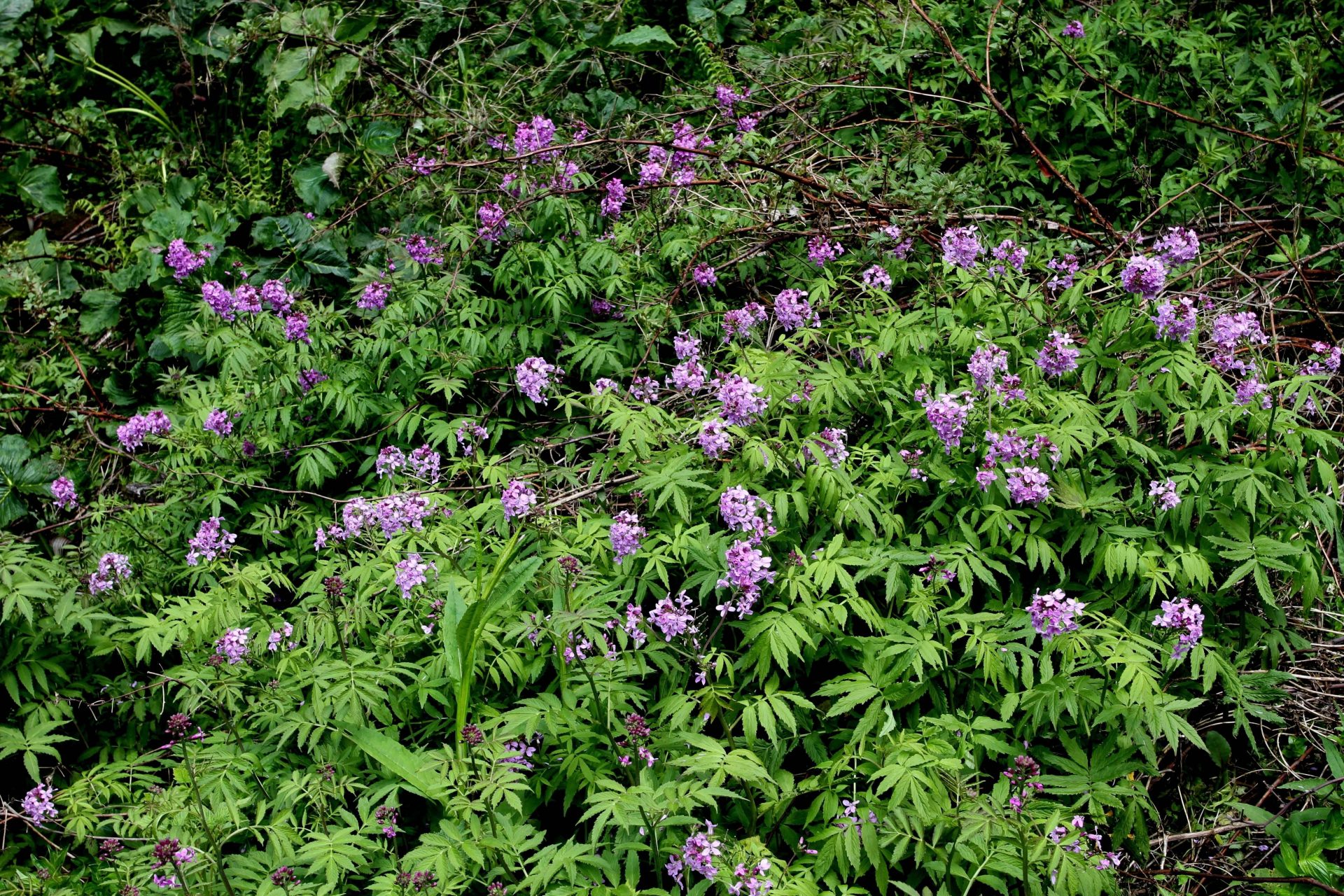 Cardamine macrophylla — Brassicaceae