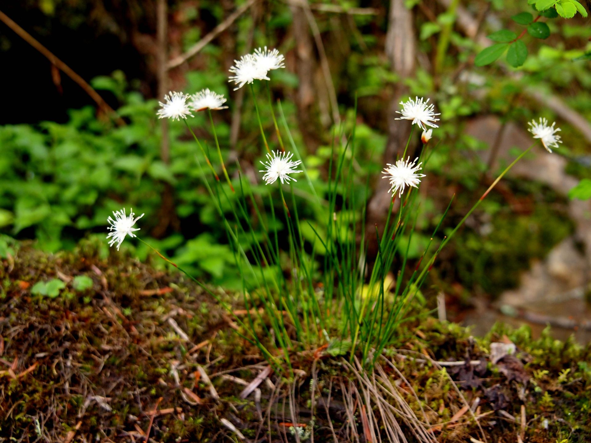 Juncus cephalostigma — Juncaceae