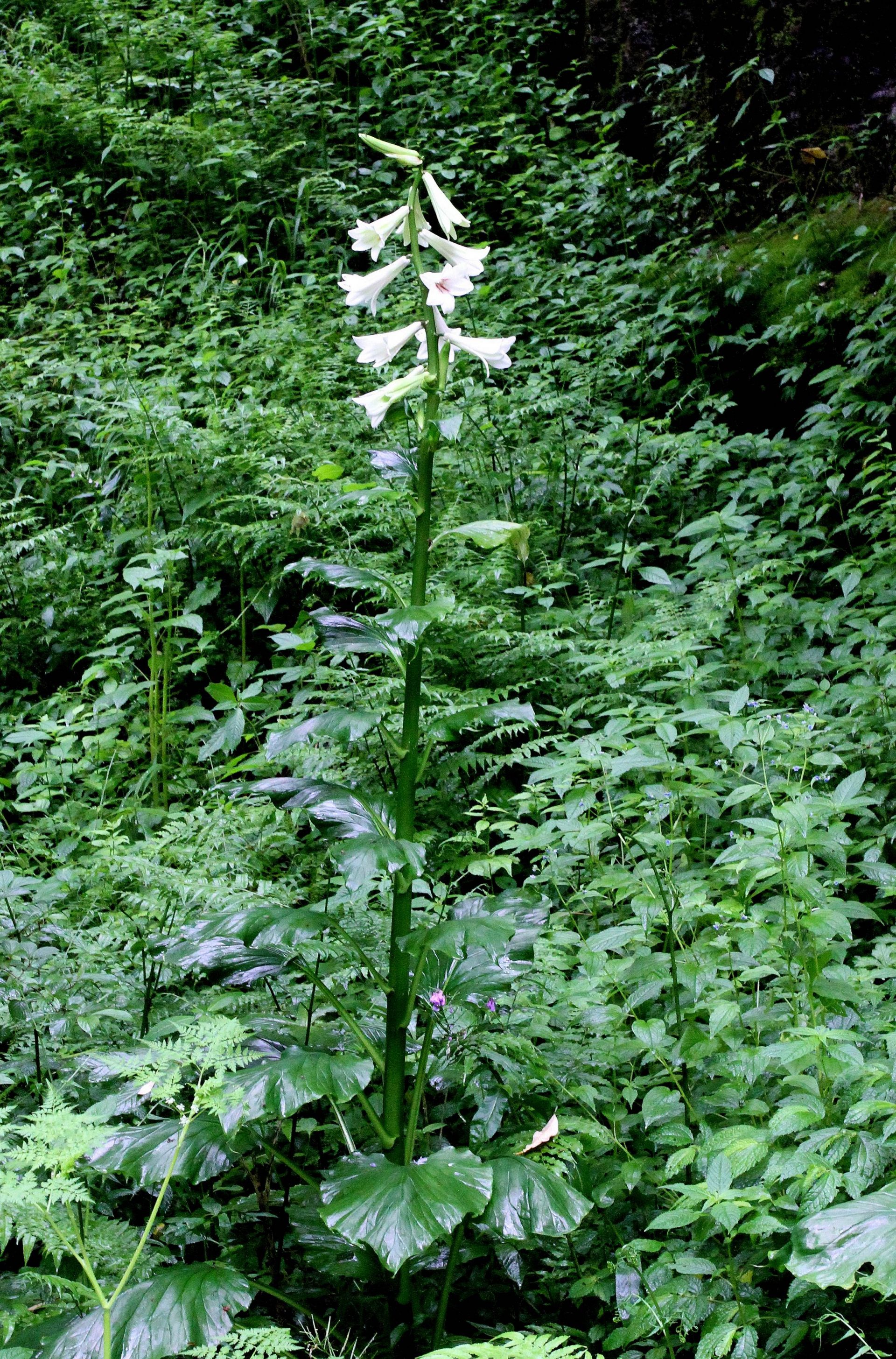 Cardiocrinum giganteum — Liliaceae