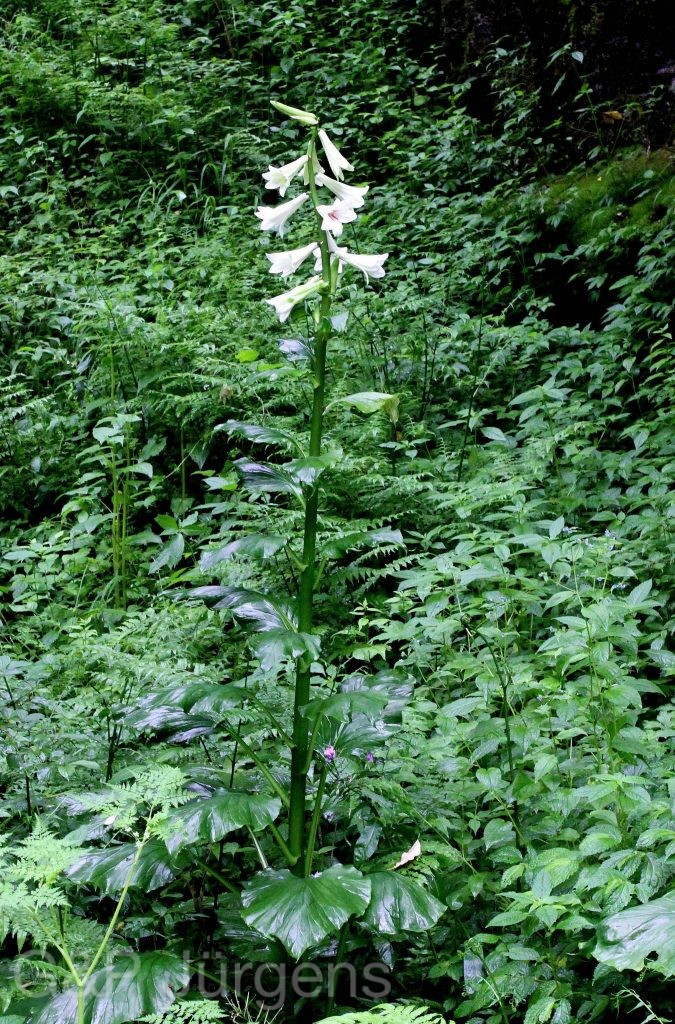 Sikkim2011 386 1