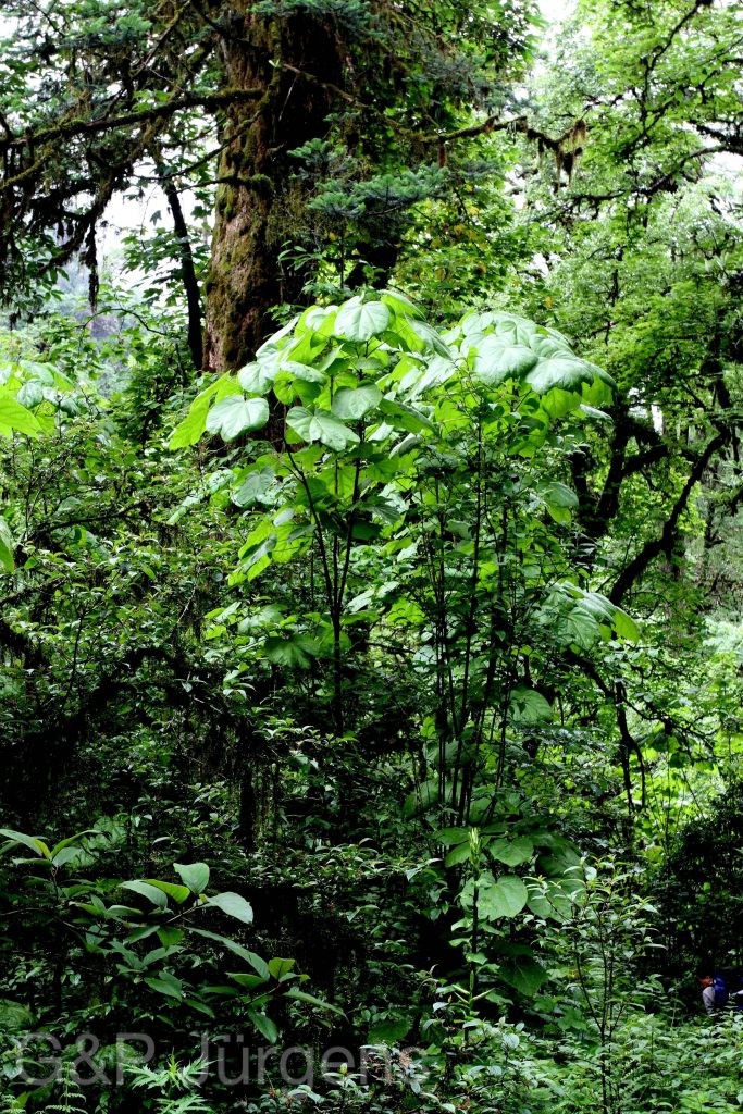 Sikkim2011 387