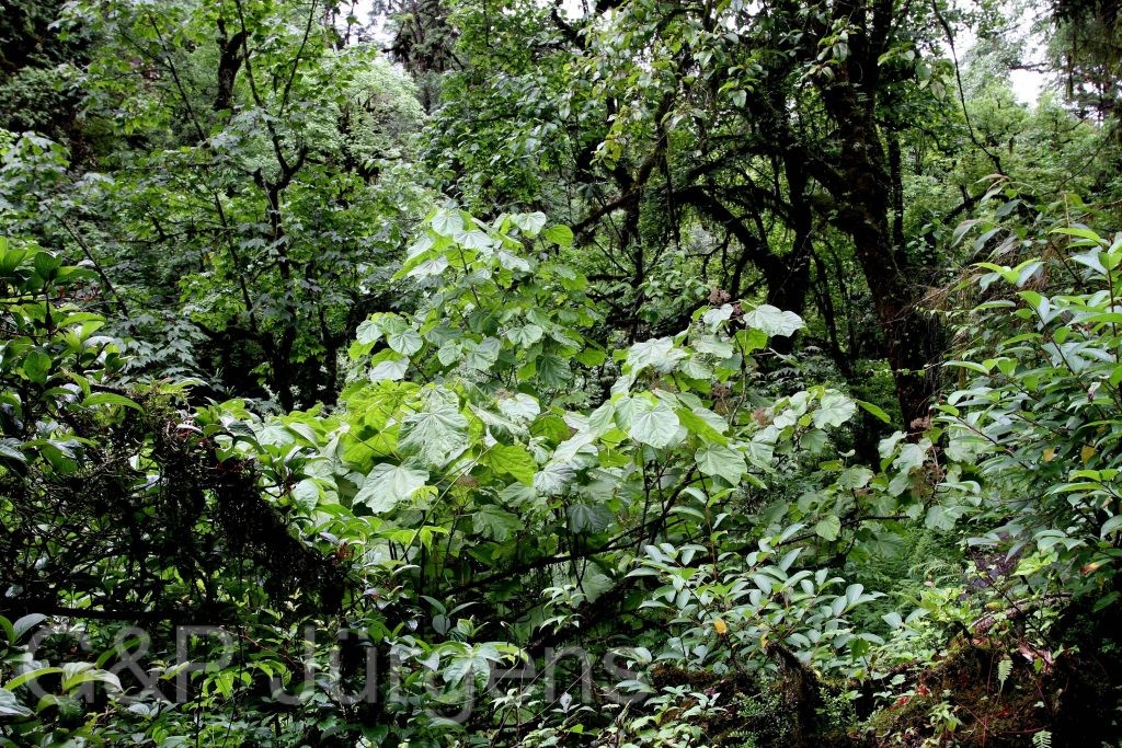 Sikkim2011 389