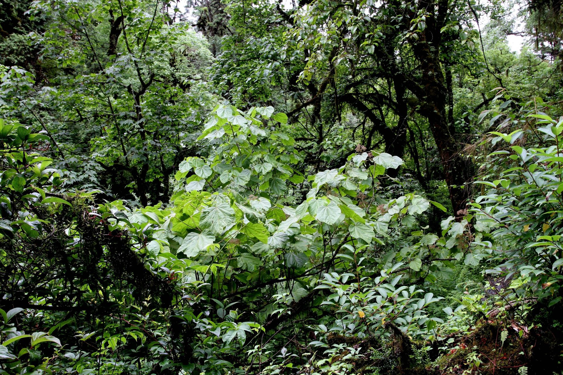 Merrilliopanax alpinus — Araliaceae