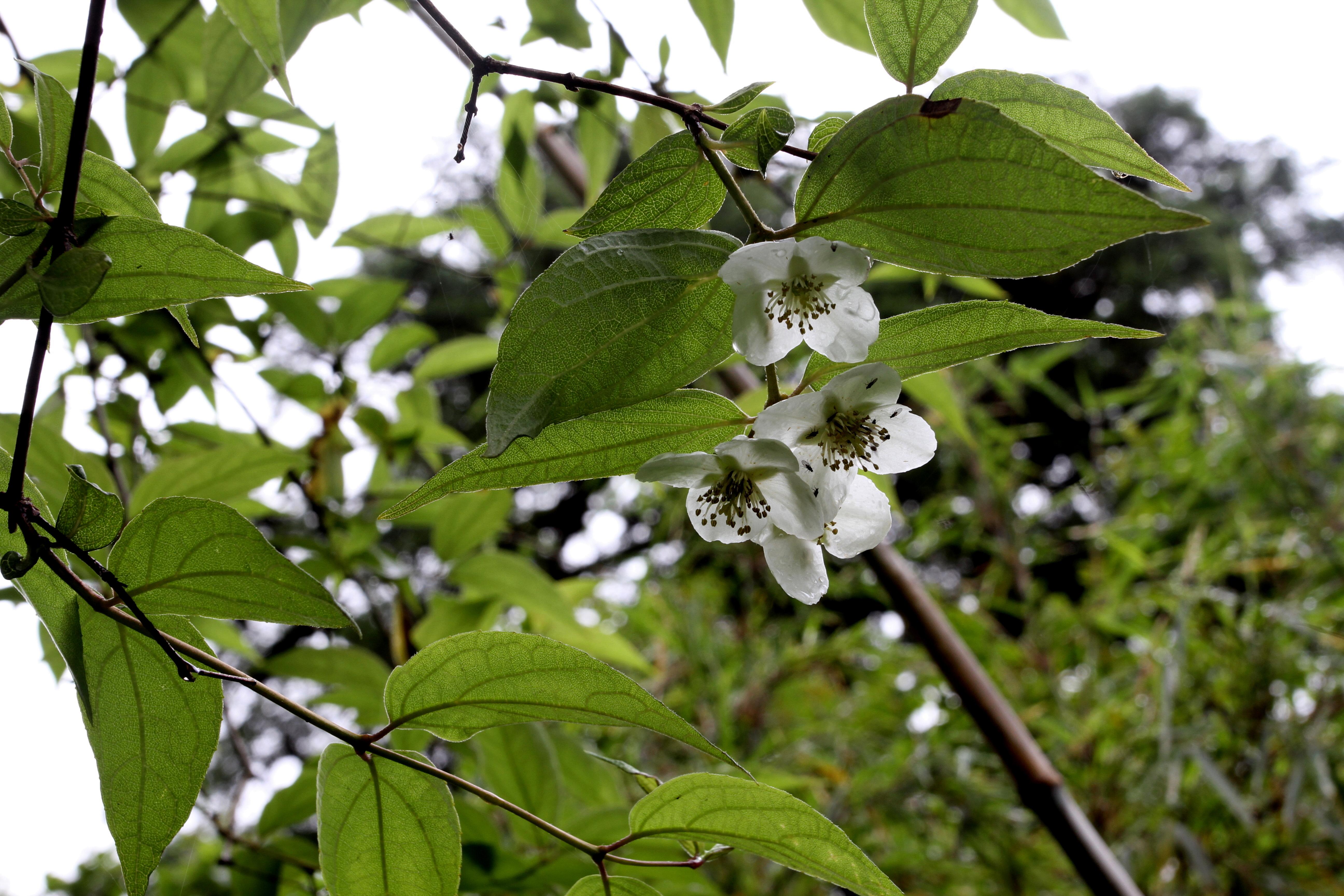 Sikkim2011 390