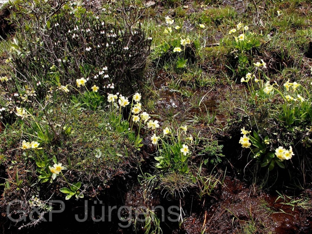 Sikkim2011 40