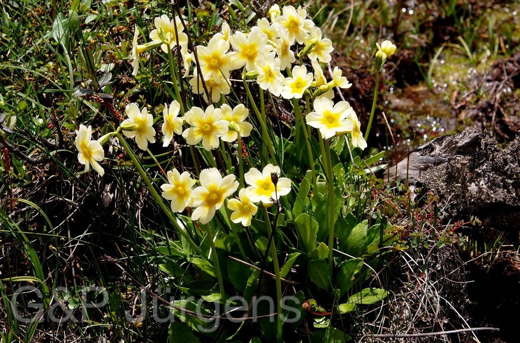 Sikkim2011 41