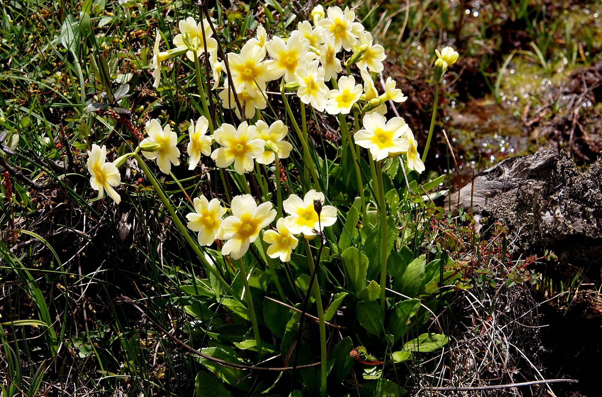 Primula dickieana — Primulaceae