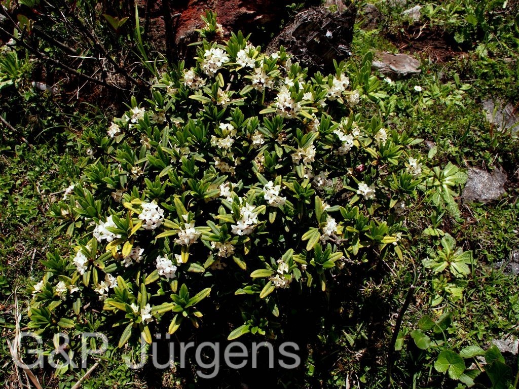 Sikkim2011 45