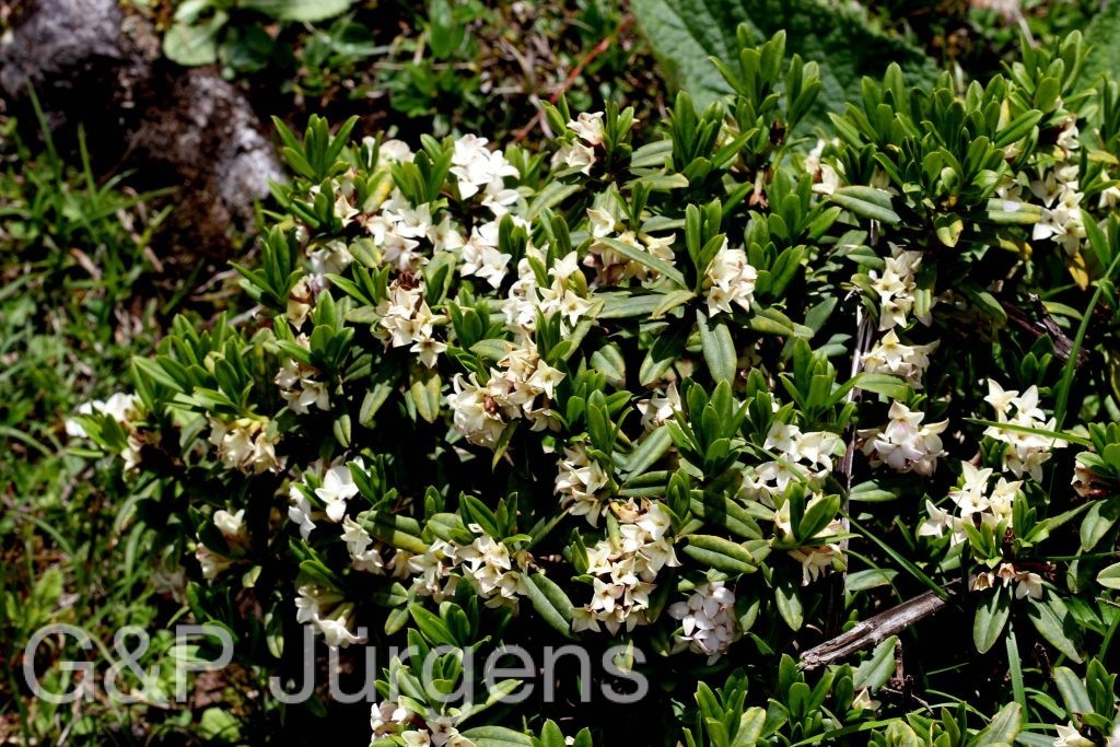 Sikkim2011 49