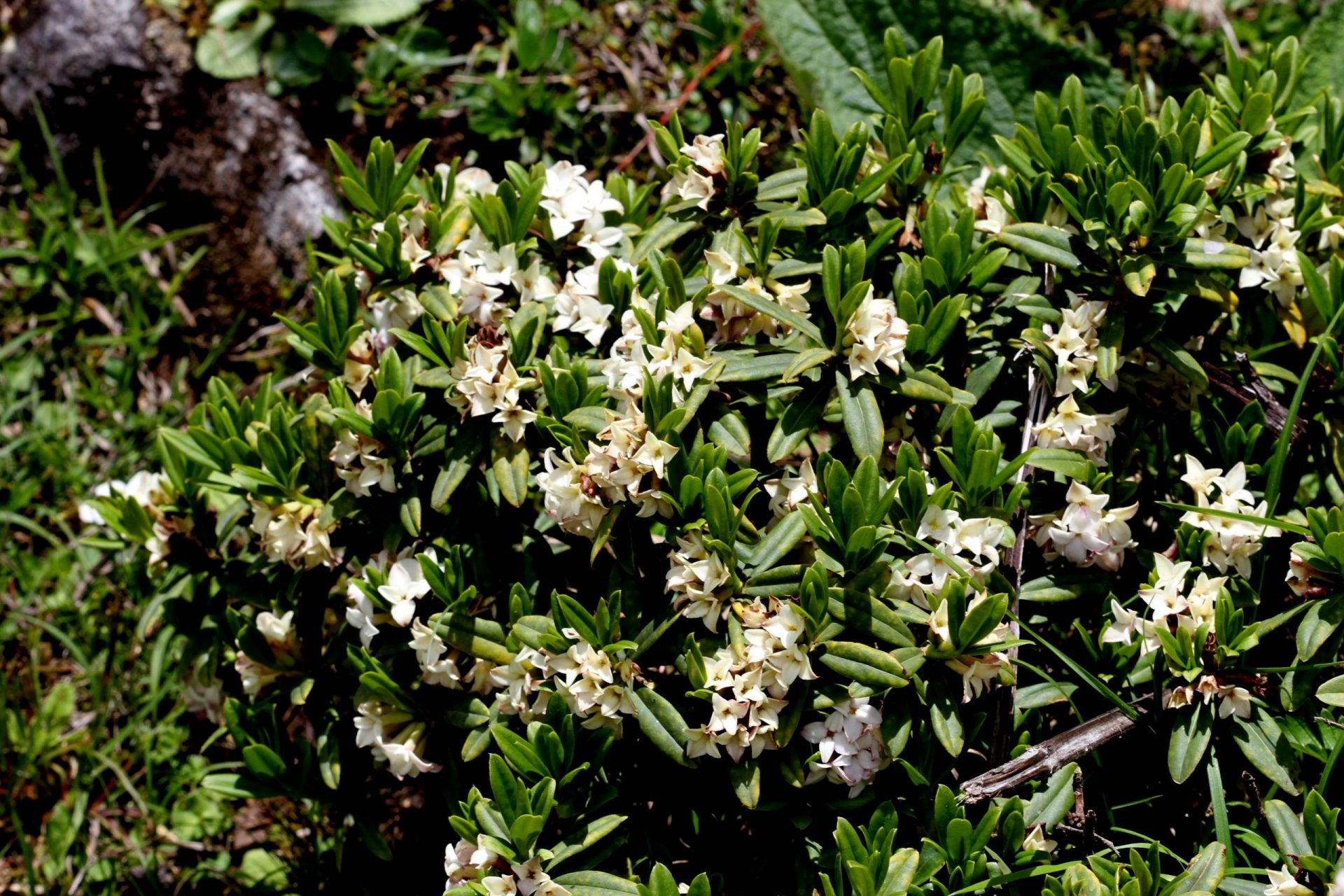 Daphne bholua — Thymelaeaceae