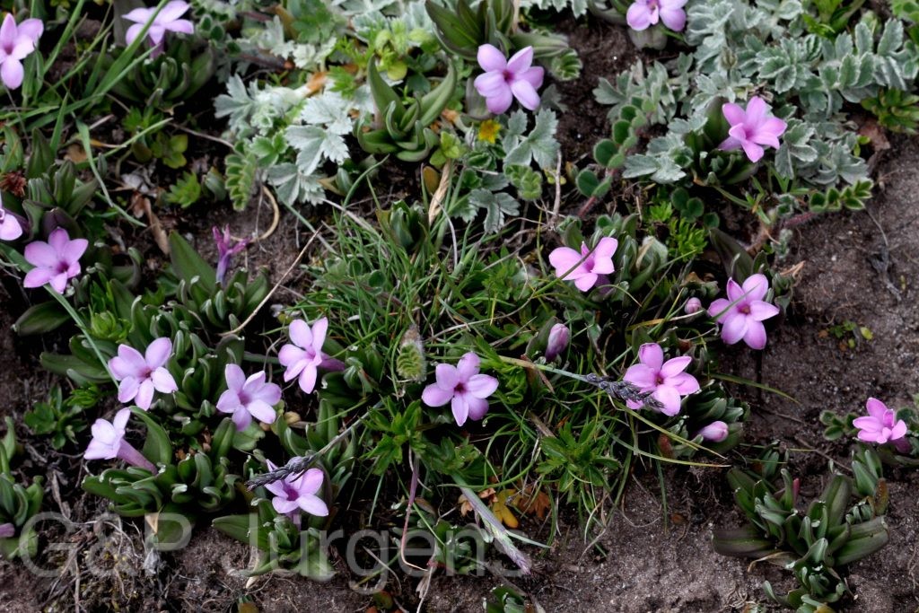 Sikkim2011 51
