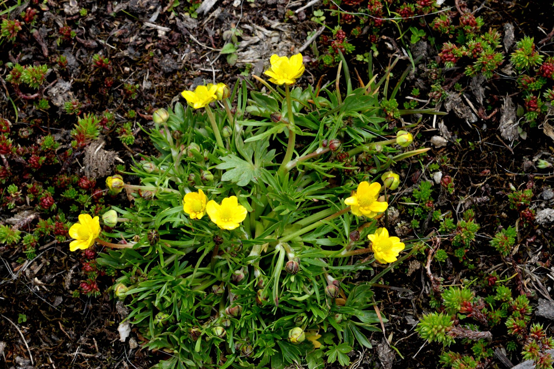 Ranunculus brotherusii — Ranunculaceae