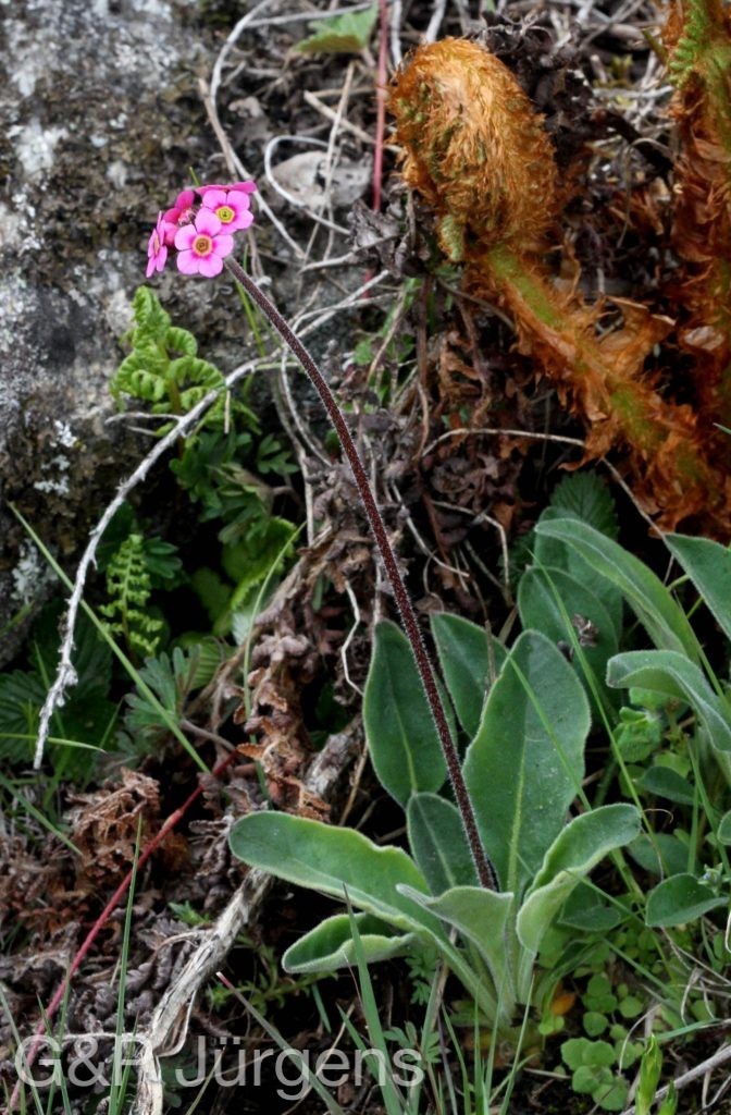 Sikkim2011 59