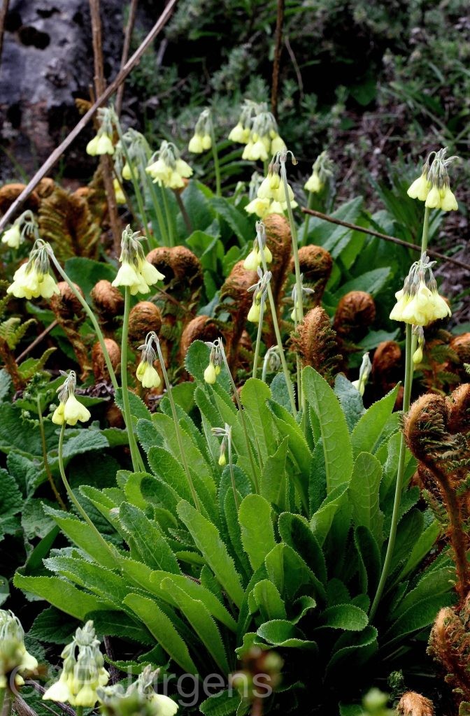 Sikkim2011 65