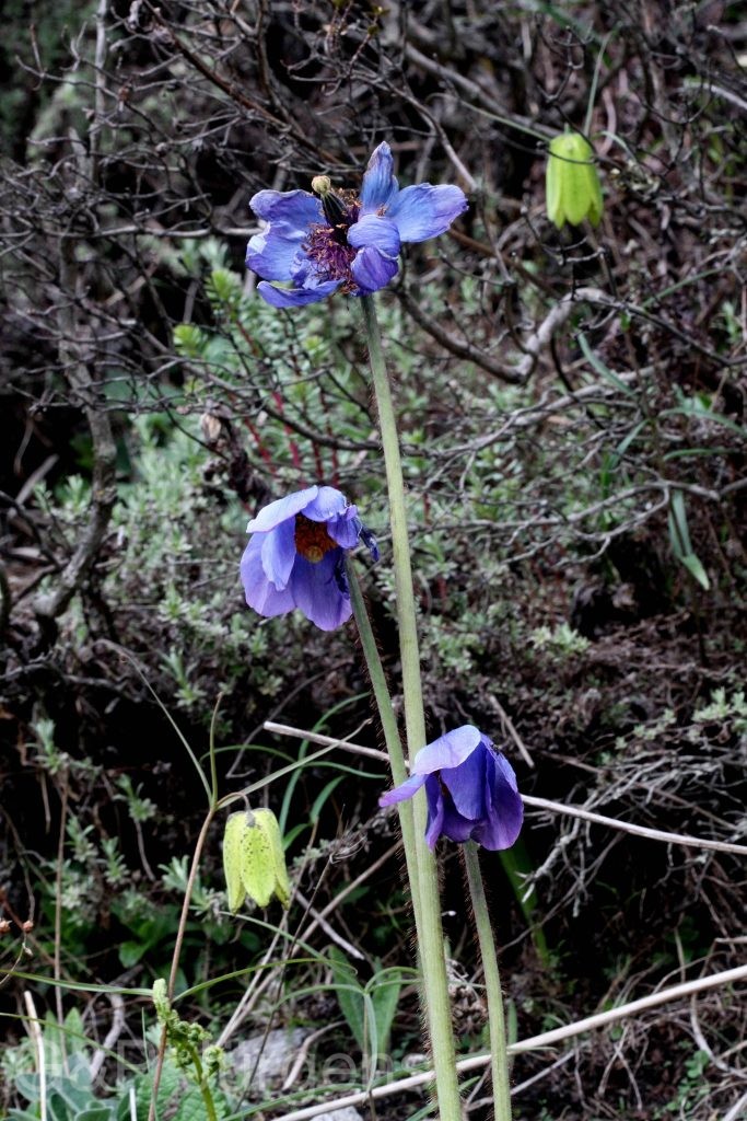 Sikkim2011 66