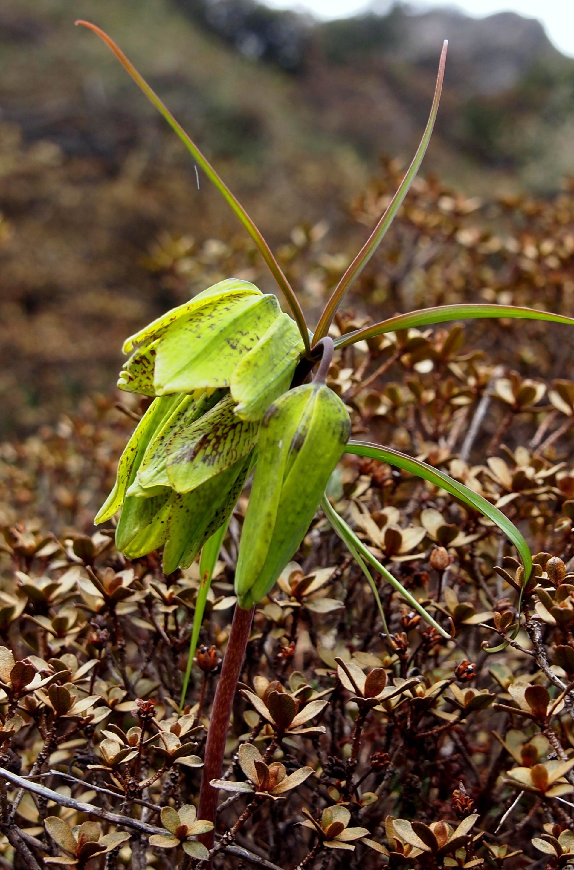 Fritillaria cirrhosa — Liliaceae