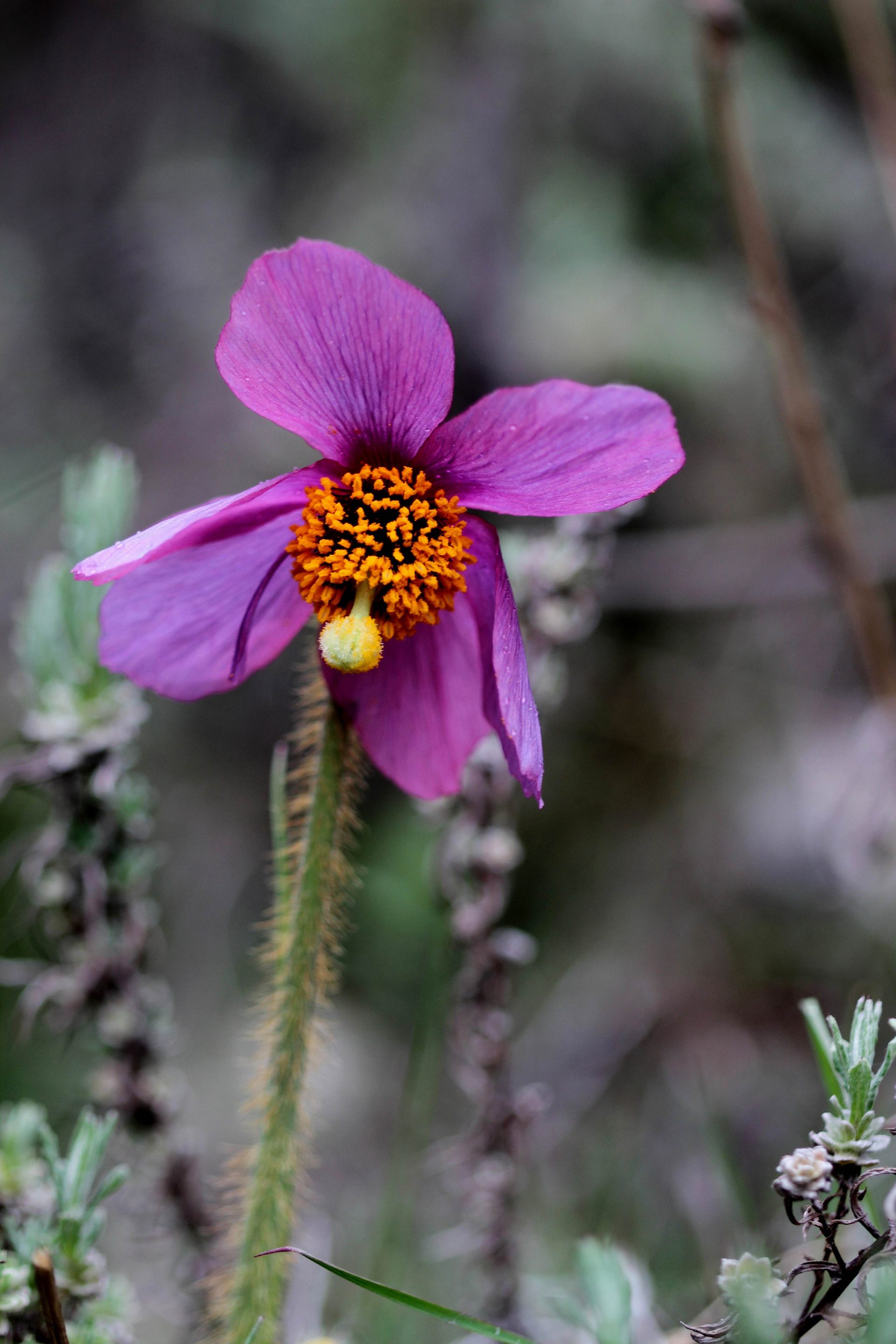 Meconopsis simplicifolia — Papaveraceae
