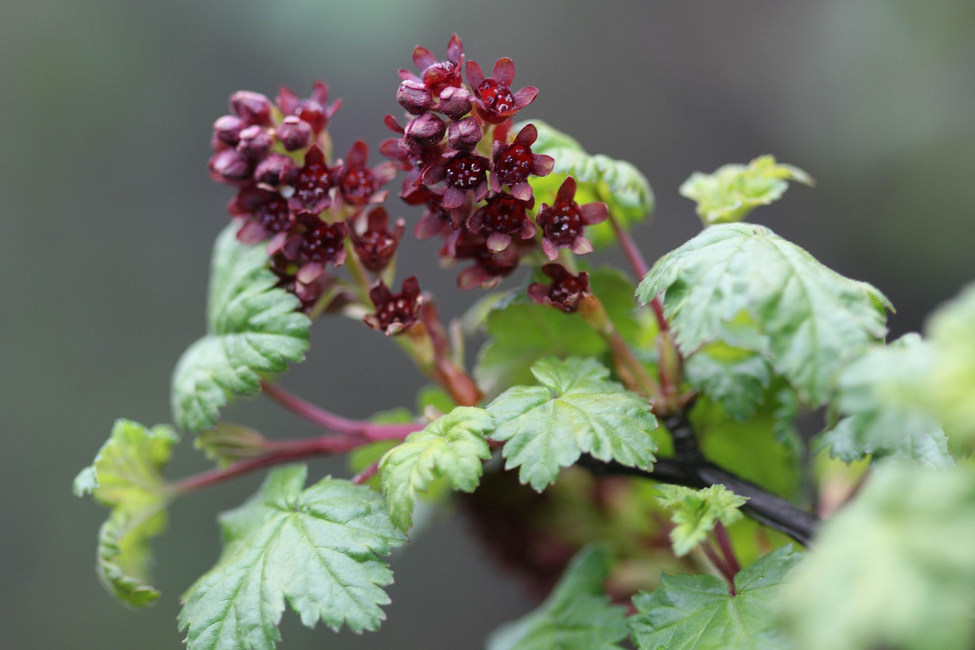 Ribes luridum — Grossulariaceae